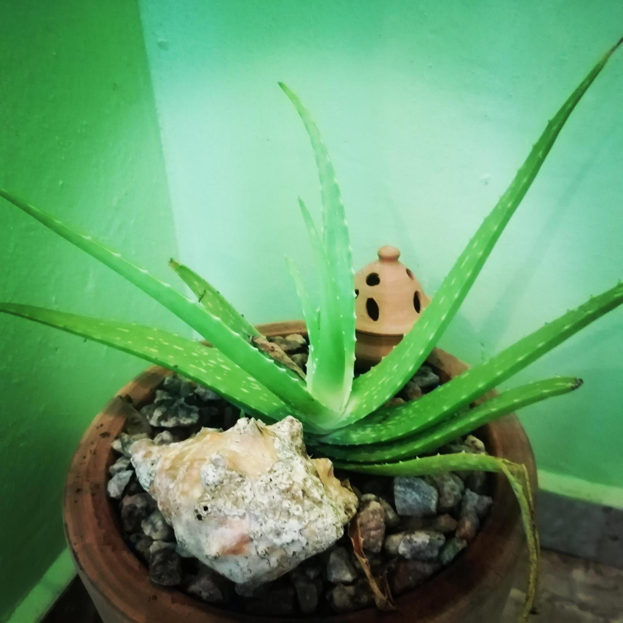 Scorpion Hill Lodge Busua 部屋 写真