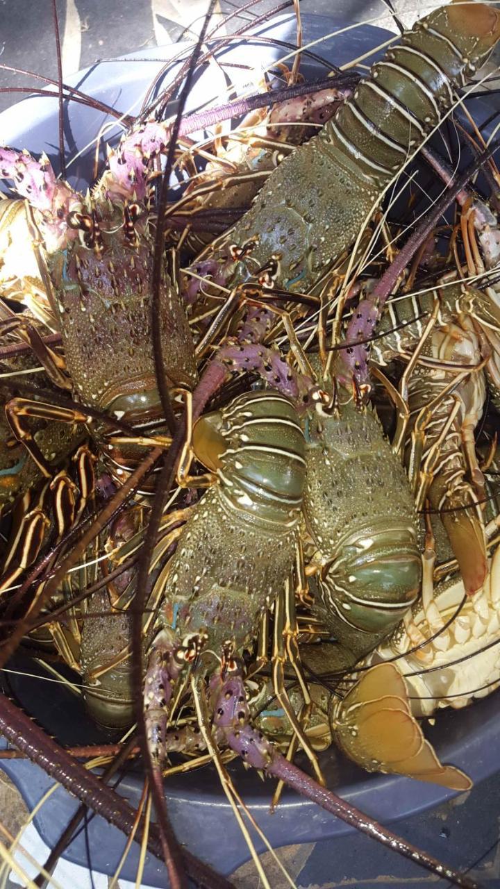 Scorpion Hill Lodge Busua エクステリア 写真